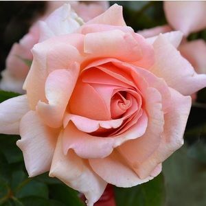 Meet your Posher, Emma